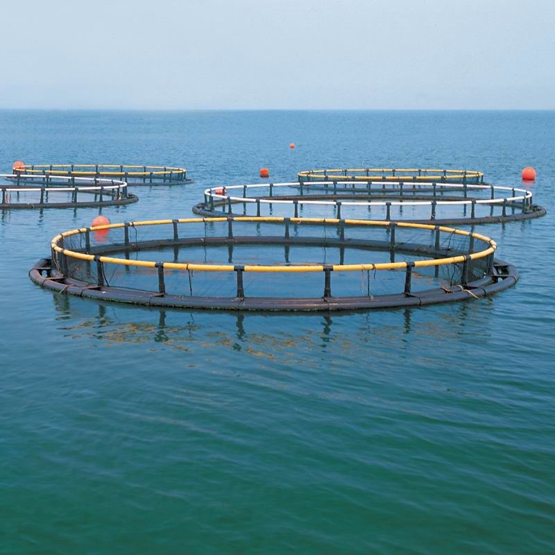 Ozone Application in Aquaculture